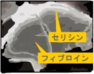 シルクの断面